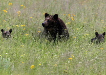 Un oso grizzly amaga con atacar a una turista que se acercó demasiado a su manada