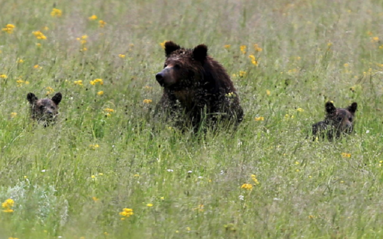 Un oso grizzly amaga con atacar a una turista que se acercó demasiado a su manada