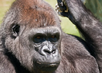 El tierno momento protagonizado por una gorila y un bebé en zoológico de Boston