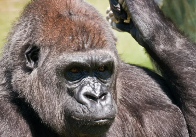 El tierno momento protagonizado por una gorila y un bebé en zoológico de Boston