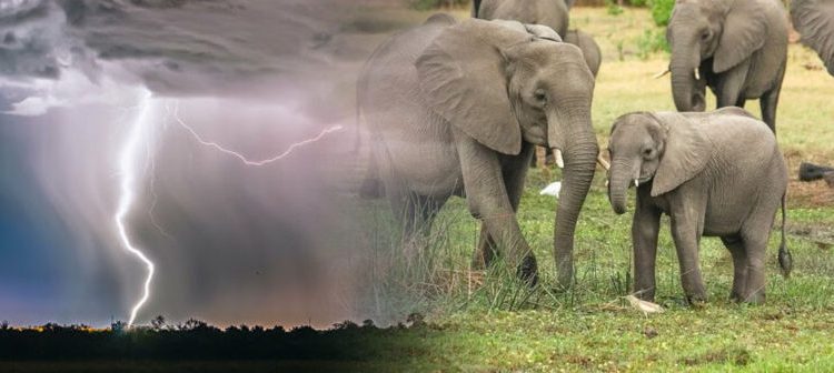 Unos 18 elefantes murieron en la India tras la caída de un rayo