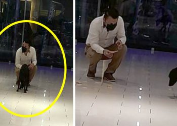 Jóvenes se conmueven al ver un perro que andaba mojado y “muerto de frío” tras una fuerte tormenta en Santa Ana