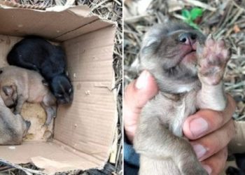 Familia encuentra a cachorritos abandonados en una caja y les buscan un hogar