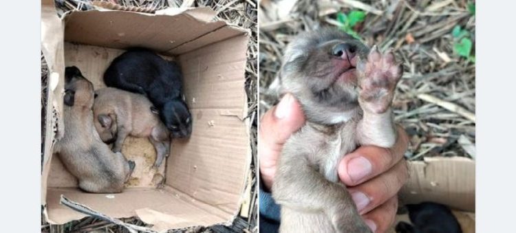 Familia encuentra a cachorritos abandonados en una caja y les buscan un hogar