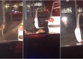 Captan el momento en que un perrito callejero es adoptado por automovilista