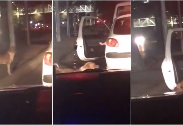 Captan el momento en que un perrito callejero es adoptado por automovilista