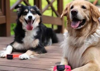 Crean los primeros collares traductores para perros