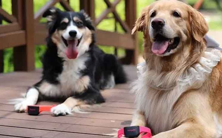 Crean los primeros collares traductores para perros