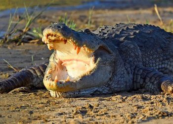 Cocodrilo se lleva a una mujer mientras lavaba ropa a la orilla del río