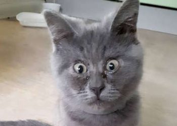 Fedia, el gato ruso ‘siempre sorprendido’ que enamoró a las redes y a medios extranjeros