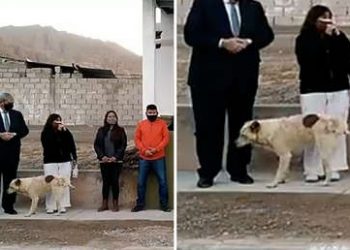 Un perro se cuela en un acto público y orina a los pies de una intendenta en Argentina