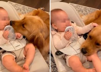 Perrito se hace viral en las redes sociales al cuidar el bebé de su dueña durante su ausencia