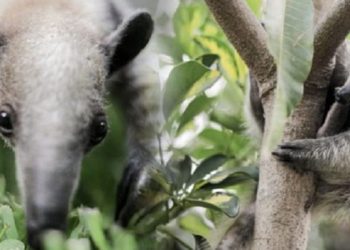 Oso hormiguero rescatado hace meses durante un incendio forestal se recupera satisfactoriamente