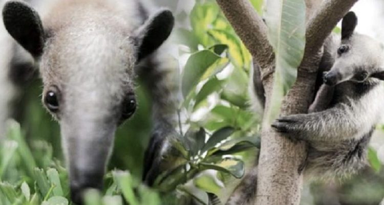 Oso hormiguero rescatado hace meses durante un incendio forestal se recupera satisfactoriamente