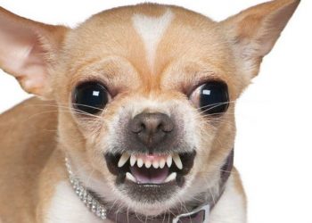 Perro chihuahua le arranca el parpado a joven mujer