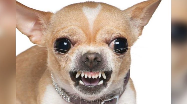 Perro chihuahua le arranca el parpado a joven mujer