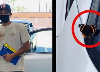 Joven asegura que su madre reencarnó en una mariposa