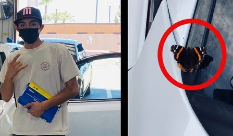 Joven asegura que su madre reencarnó en una mariposa