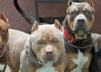 Ciudad Delgado| Recomiendan no dejar sueltos a los pitbulls por que les andan dando “bocado”