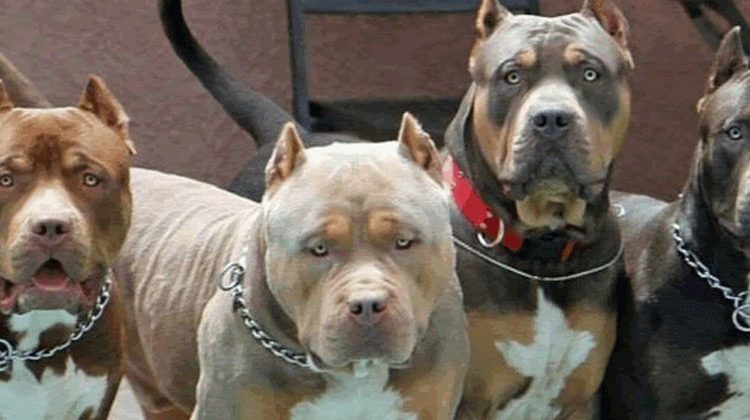 Ciudad Delgado| Recomiendan no dejar sueltos a los pitbulls por que les andan dando “bocado”