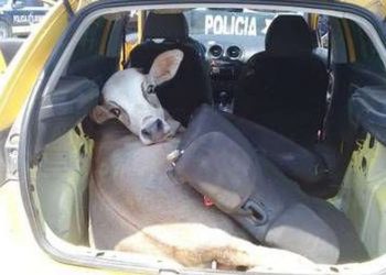 Encuentran una vaca en un automóvil durante un retén policial