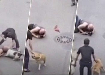 ¡Hombre protege con su cuerpo a su viejo perro de un ataque de dos american staffordshire terriers¡
