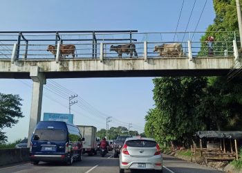 Vacas “si usan” la pasarela para no ser atropelladas en bulevar Constitución