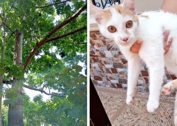 Rescatan a un curioso gato que subió a un árbol y después ya no pudo bajar