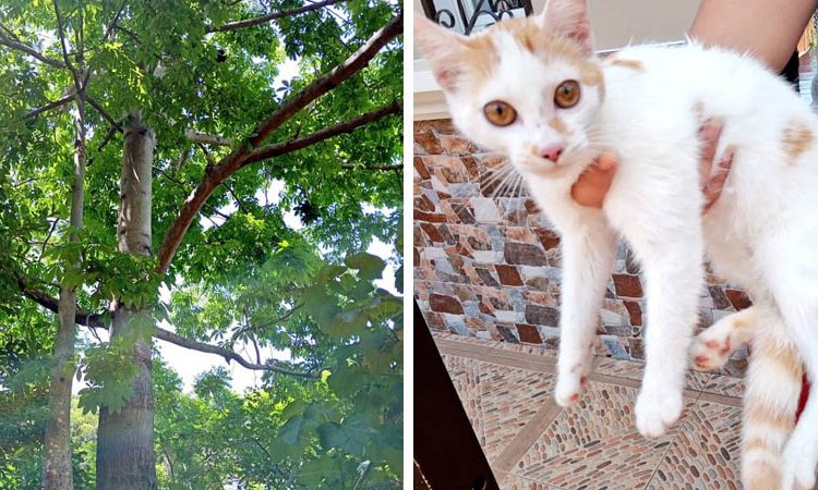 Rescatan a un curioso gato que subió a un árbol y después ya no pudo bajar