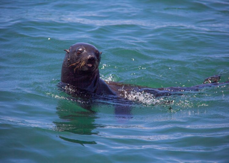 Liberan a lobo marino tras recuperarse en clínica veterinaria del MARN