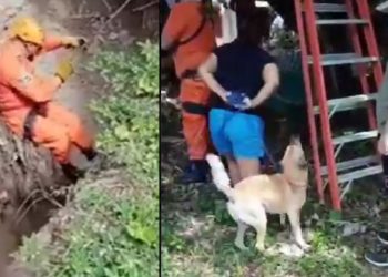 Bomberos realizan el heroico rescate de “Doggie”, un perro que cayó en una profunda barranca