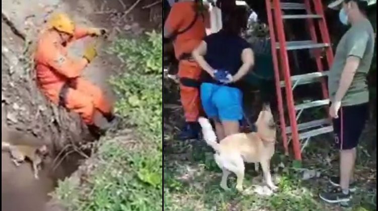 Bomberos realizan el heroico rescate de “Doggie”, un perro que cayó en una profunda barranca