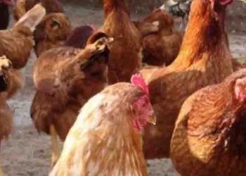 Capturan a dos niños por matar a 700 gallinas