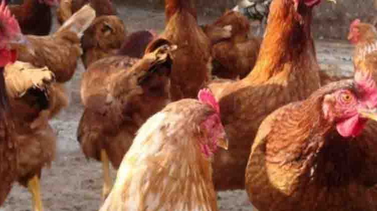 Capturan a dos niños por matar a 700 gallinas