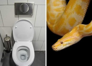 Serpiente muerde a un hombre cuando estaba sentado en el baño