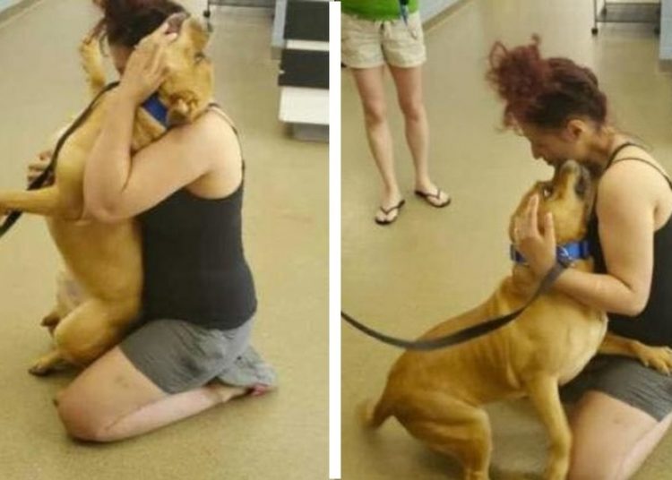 Mujer buscaba adoptar un perro y se reencontró con su mascota que había perdido