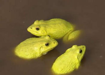 Un ‘ejército’ de ranas amarillas invade los charcos de la India