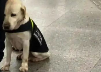 “Le gana el sueño”: perrito de seguridad se duerme en su jornada de trabajo