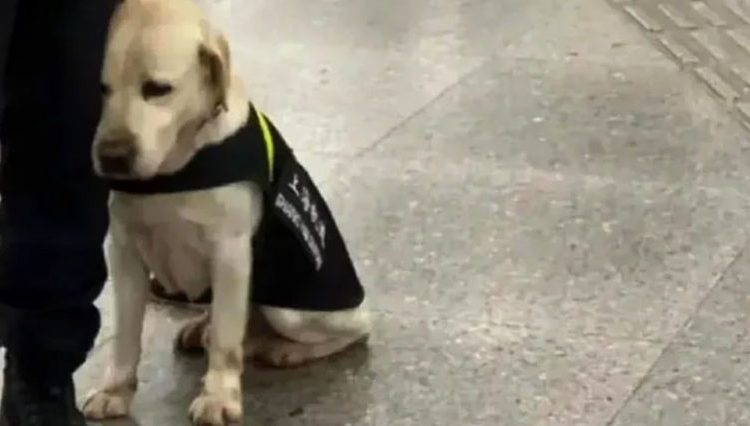 “Le gana el sueño”: perrito de seguridad se duerme en su jornada de trabajo