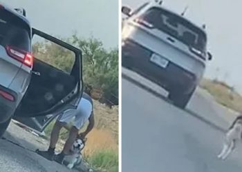 Detienen a sujeto que abandonó a su perro en carretera
