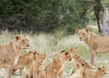 Un “zoológico inverso” encierra a los visitantes en una jaula y los leones caminan alrededor