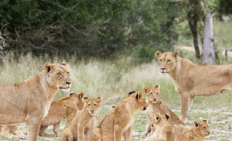 Un “zoológico inverso” encierra a los visitantes en una jaula y los leones caminan alrededor