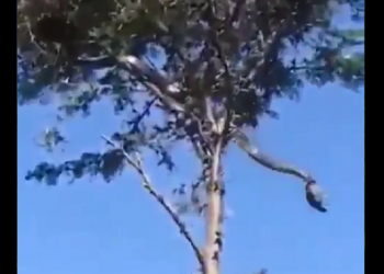 Reptil de gran tamaño es captado y genera pánico en pobladores Chilanga, Morazán