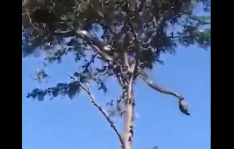 Reptil de gran tamaño es captado y genera pánico en pobladores Chilanga, Morazán