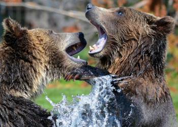 Pelea monumental entre dos osos pardos, es captado en cámara desde tres ángulos