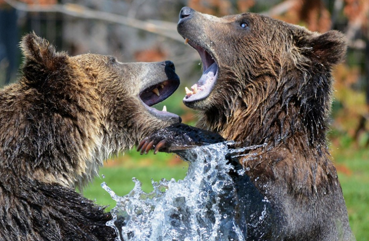 Pelea monumental entre dos osos pardos, es captado en cámara desde tres ángulos