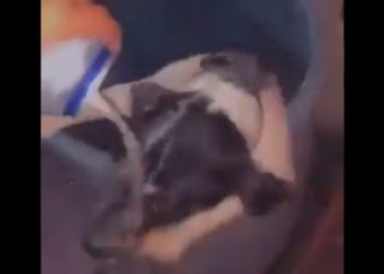 Jóvenes bañan con cerveza a un perro y despiertan el repudio en las redes