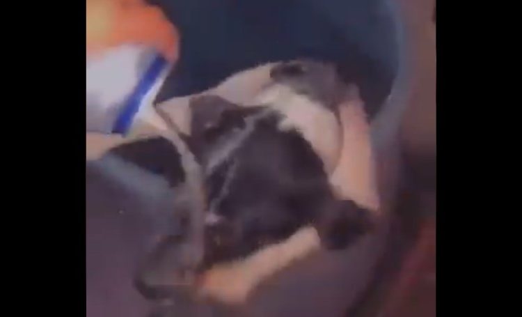 Jóvenes bañan con cerveza a un perro y despiertan el repudio en las redes
